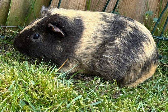 Zvířátka i o prázdninách Zvířátka i o prázdninách 1