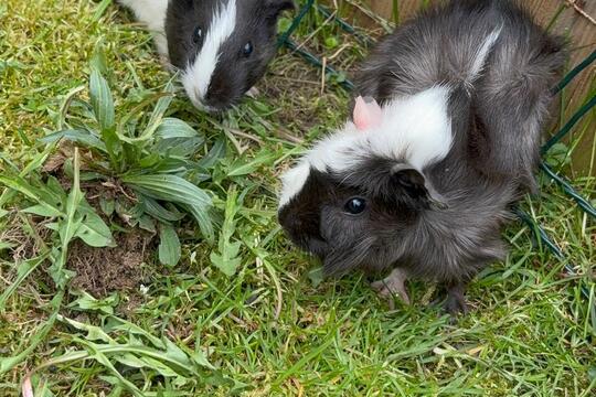 Venčíme morčátka  1