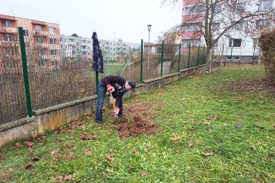 Sázení stromů na školní přírodní zahradě 1