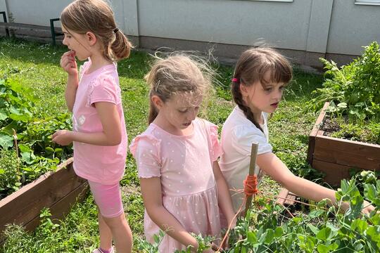 Vyvýšené záhony  1