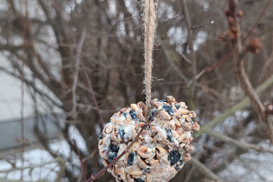 Ptačí hodinka Ptačí hodinka 1