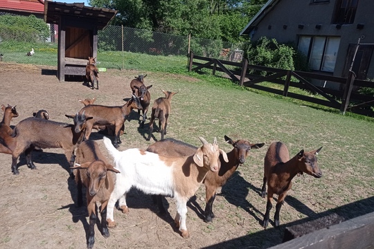 Papoušci se vydali na Kozí farmu 1