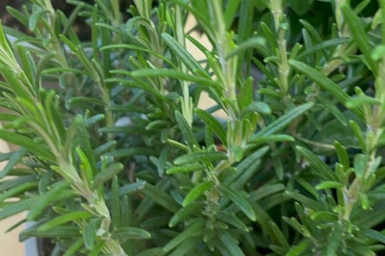 Bylinky a rajčátka od kamarádů Bylinky a rajčátka od kamarádů 1