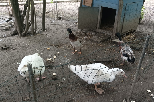 Farma s domácími zvířaty – Duběnka 1