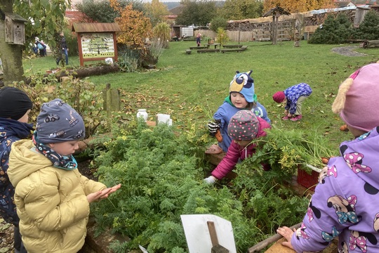 Jak Berušky pěstovaly mrkev 1