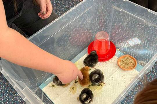 Líhnutí kuřátek 1