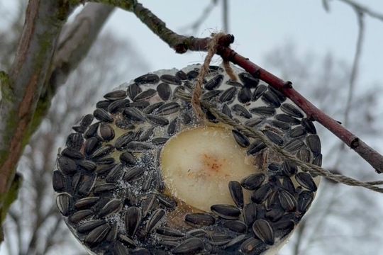 Ledová lednová krmítka  1