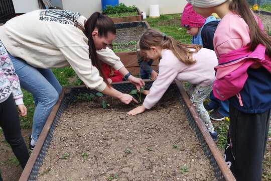 Sázení sazenic kedluben  1