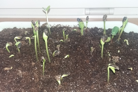 Pěstování microgreens 1