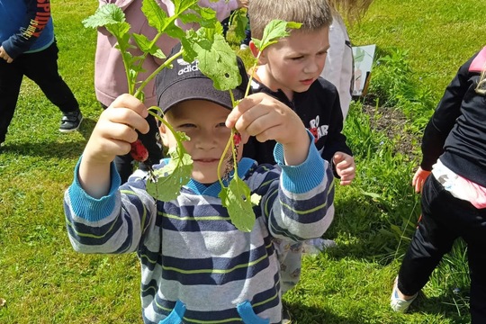 Sklizeń ředkviček 1