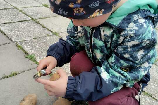 Oslava Mezinárodního dne brambor v naší školce 1