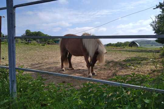 Návštěva farmy "Appaloosa". 1