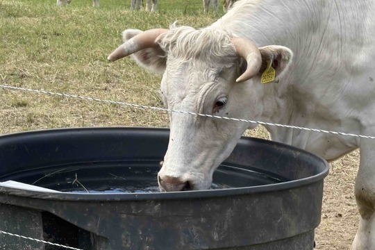 Jarní procházka  1