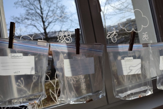 Experimentování s hrachem 1