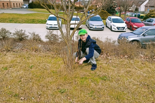 Jarní řez ovocných stromů 1