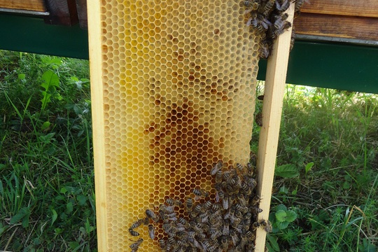 Taneček se včelami 1