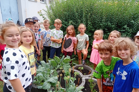 Sklizeň kedluben 1