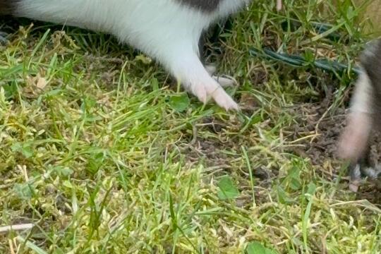 Venčíme morčátka  1