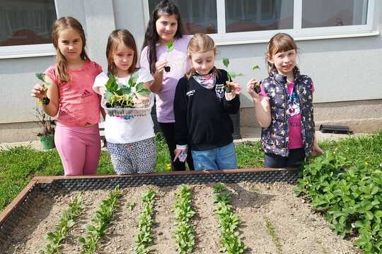 Sázení sazenic kedluben  1