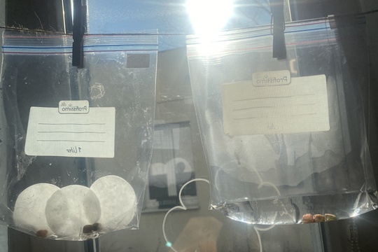 Experimentování s hrachem 1