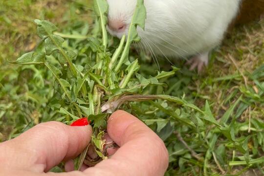 Venčíme morčátka  1