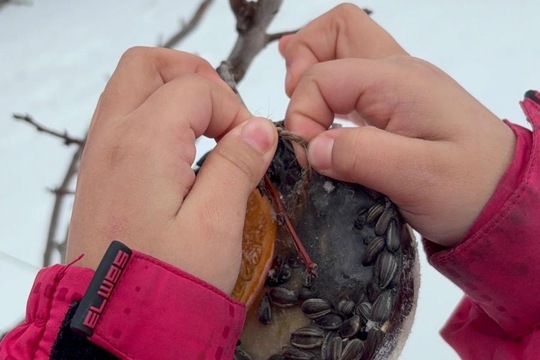 Ledová lednová krmítka  1