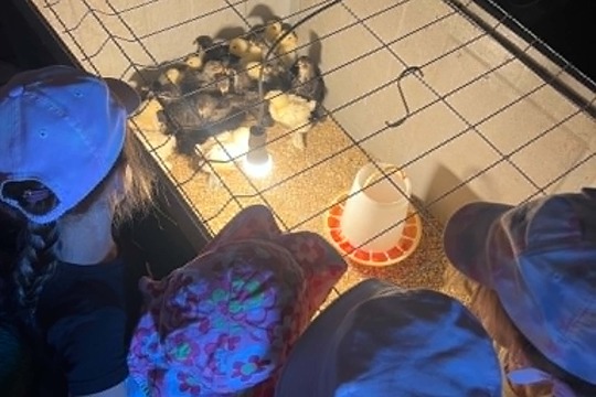 Děti ze třídy Sluníček navštívily farmu v Šanově u Huginka Děti ze třídy Sluníček navštívily farmu v Šanově u Huginka 1
