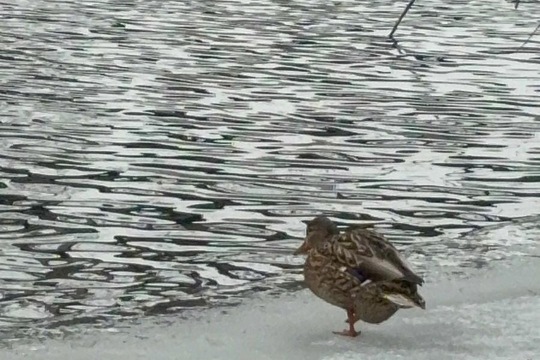 Ptáci v zimě Ptáci v zimě 1