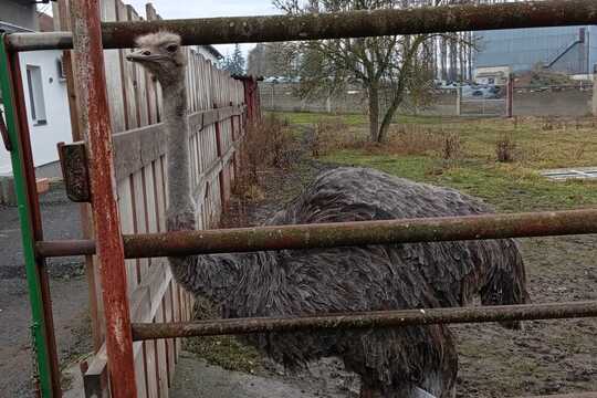Za zvířaty na Rodinnou farmu Suchý ve Slavětíně Za zvířaty na Rodinnou farmu Suchý ve Slavětíně 1