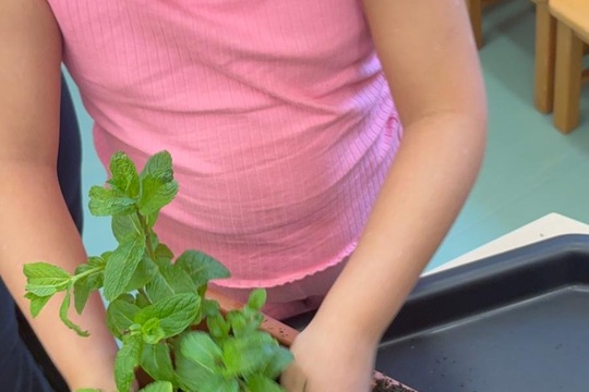 Bylinky a rajčátka od kamarádů Bylinky a rajčátka od kamarádů 1