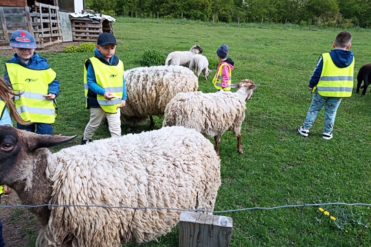 ovčí farma 1