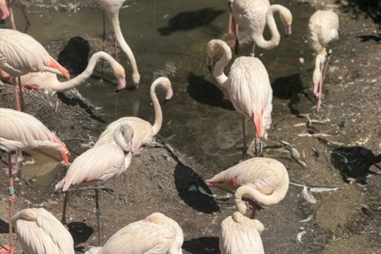 MŠ Sluníčko na výletě - Zoopark Chomutov 1