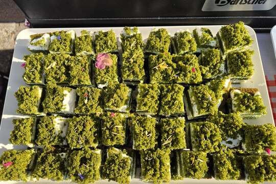 Zasaď dobro s kuřátkem  1