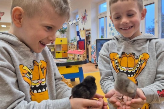 Líhnutí Kuřátek v Naší Mateřské Škole 1