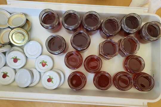 Pampeliškový med - Sluníčka 1