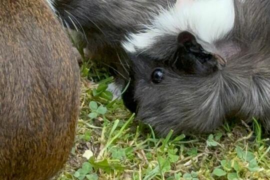 Venčíme morčátka  1