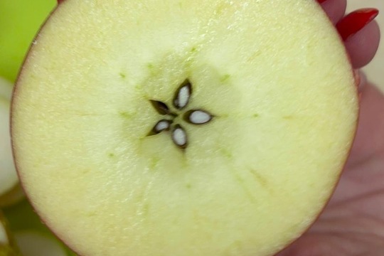 Ledová lednová krmítka  1