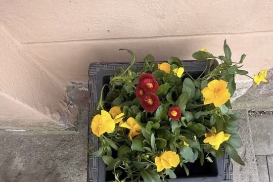 Probouzení jara ve školních truhlíkách 1
