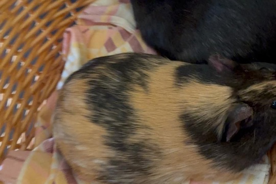 Máme nové mazlíčky Máme nové mazlíčky 1