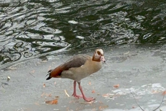 Ptáci v zimě Ptáci v zimě 1