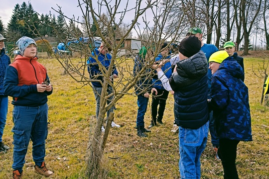 Jarní řez ovocných stromů 1