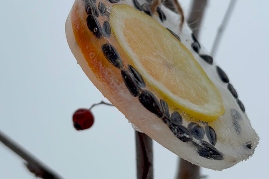 Ledová lednová krmítka  1