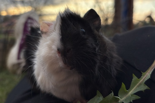 Zvířátka i o prázdninách Zvířátka i o prázdninách 1