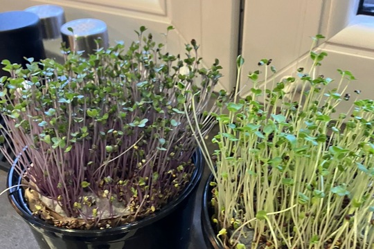 Příprava čerstvých klíčků 1