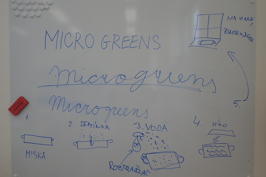 Pěstujeme microgreens 1