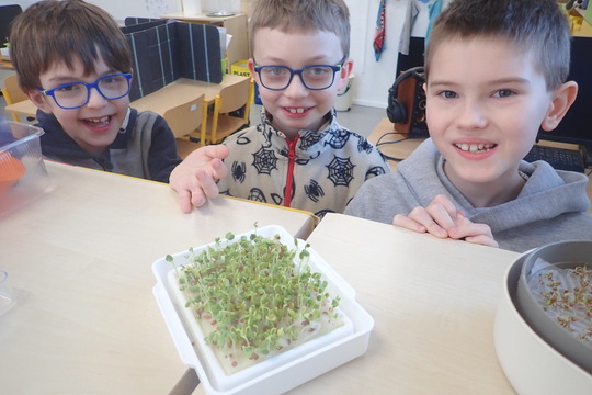 Pěstujeme microgreens 1