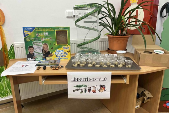 Líhnutí motýlů 1