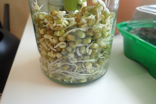 Klíčení mungo fazolí 1