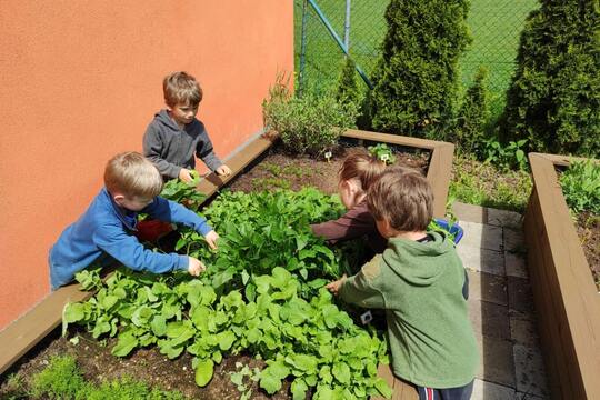 Pěstujeme na školní zahradě 1