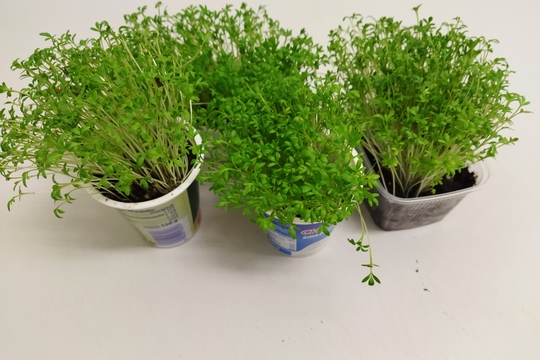 Bylinková radost v naší školce 1